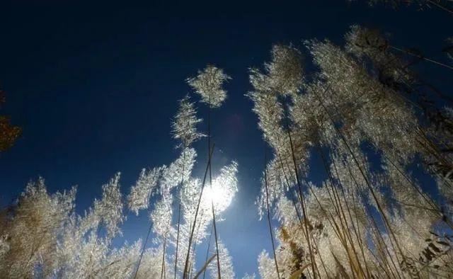 520单身狗说说，朋友圈520搞笑说说大全！