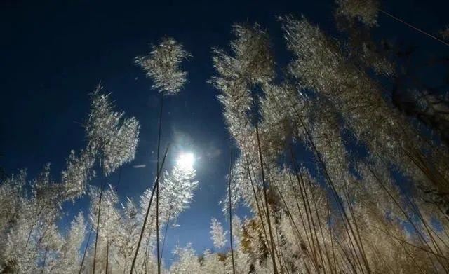 520单身狗说说，朋友圈520搞笑说说大全！