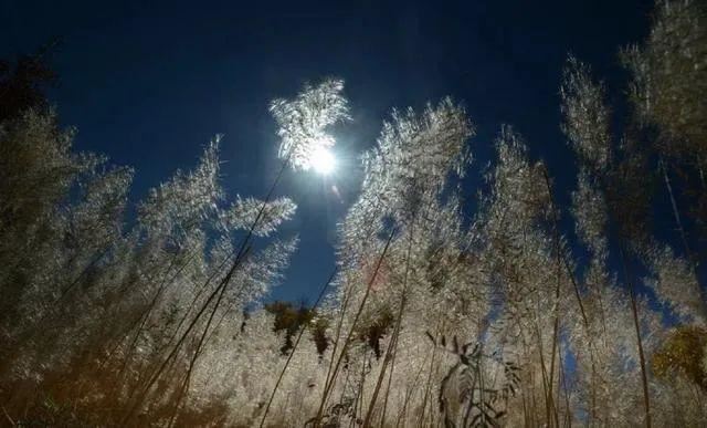 520单身狗说说，朋友圈520搞笑说说大全！