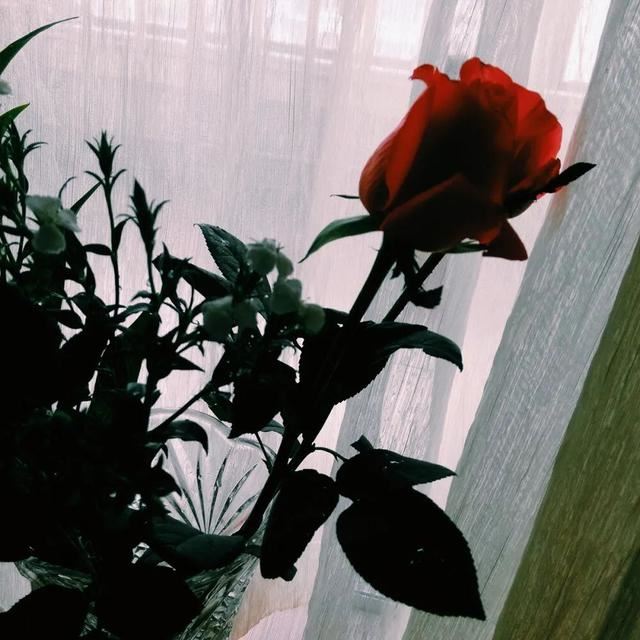 520情话文案，520发朋友圈的句子！