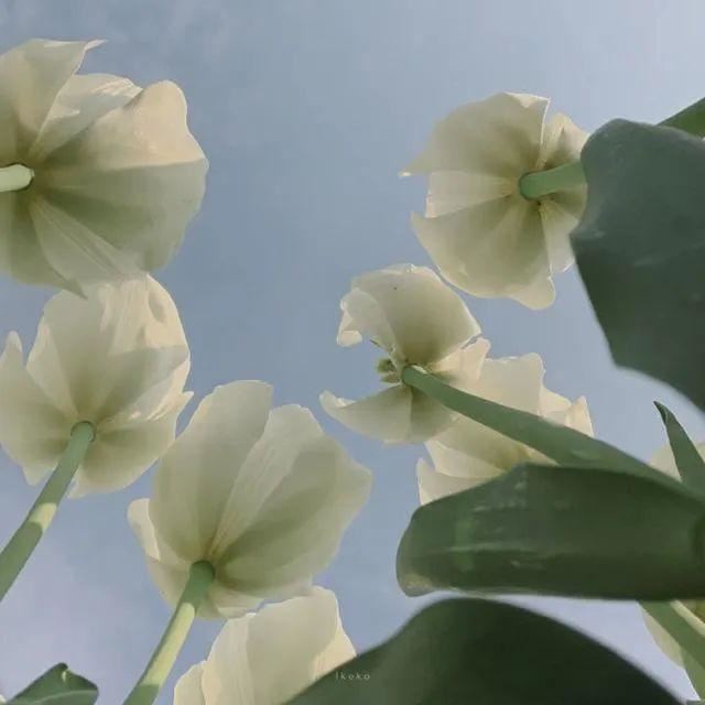 被秒赞的句子，拒绝烂大街！