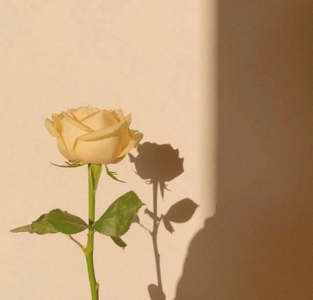 官方都喜欢的温柔文案～