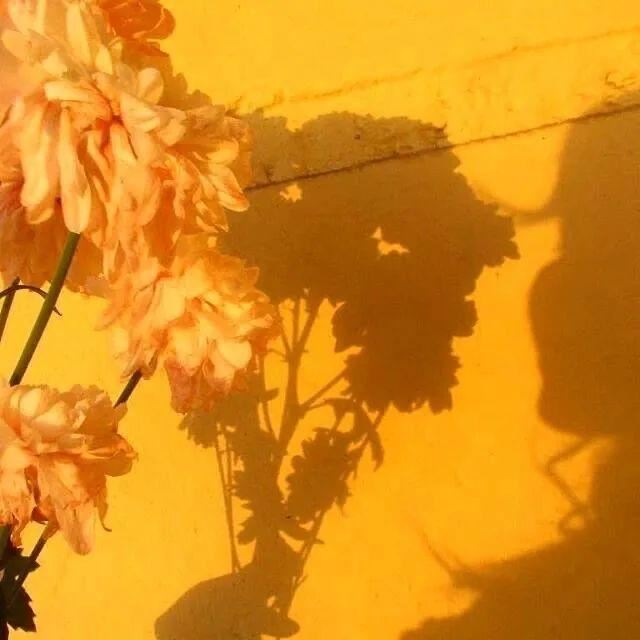 官方都喜欢的温柔文案～