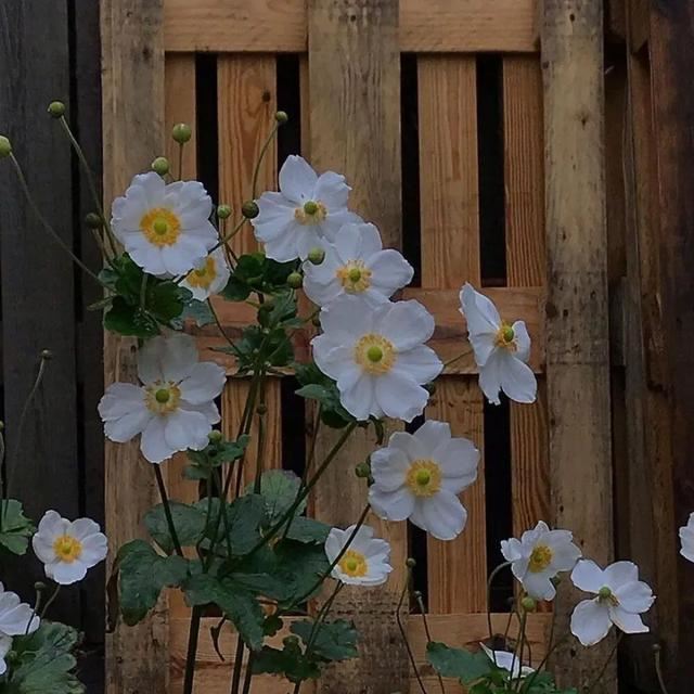 那些关关难过夜夜难过的情绪文案~