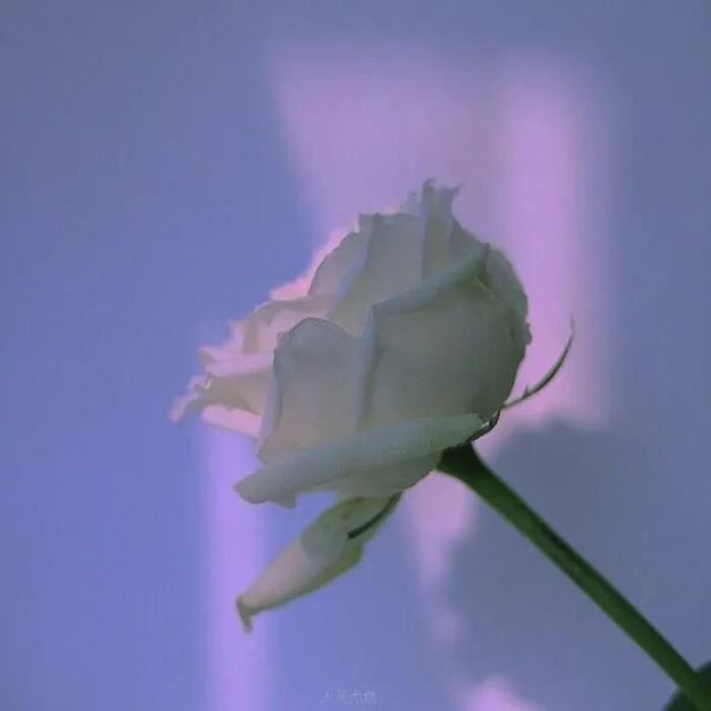 抖音非常火的心情文案23句！