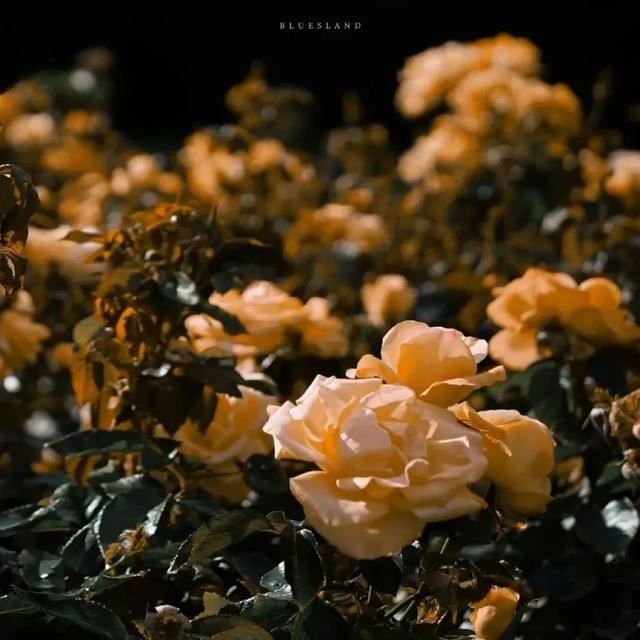 新年里最酷的一句话，朋友圈精挑细选的个性说说！