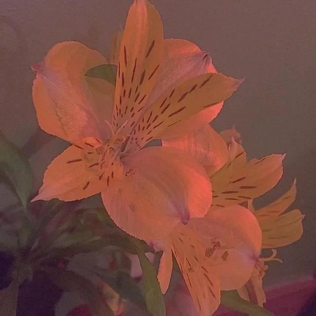 适合悄悄的表达暗恋的温柔文案！