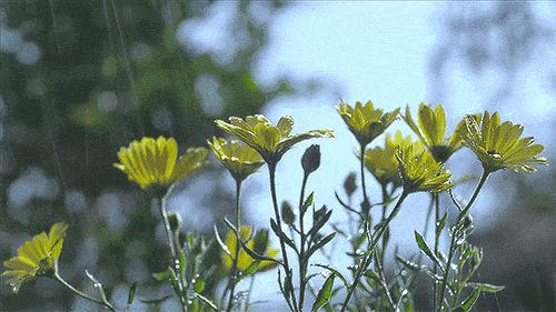2020雨水节气祝福送给你！
