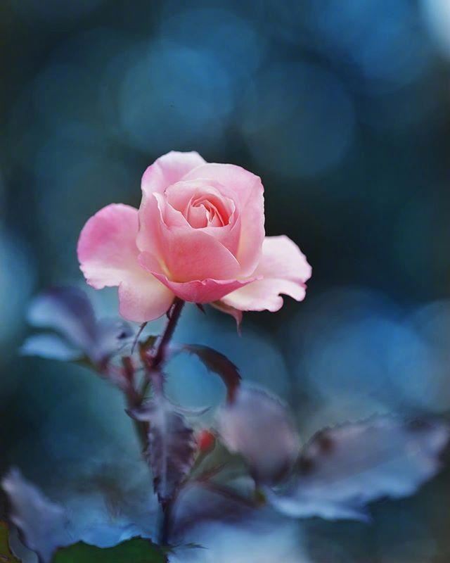 心态好的21句人生格言，发朋友圈引人深思！