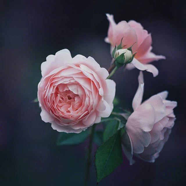 心态好的21句人生格言，发朋友圈引人深思！