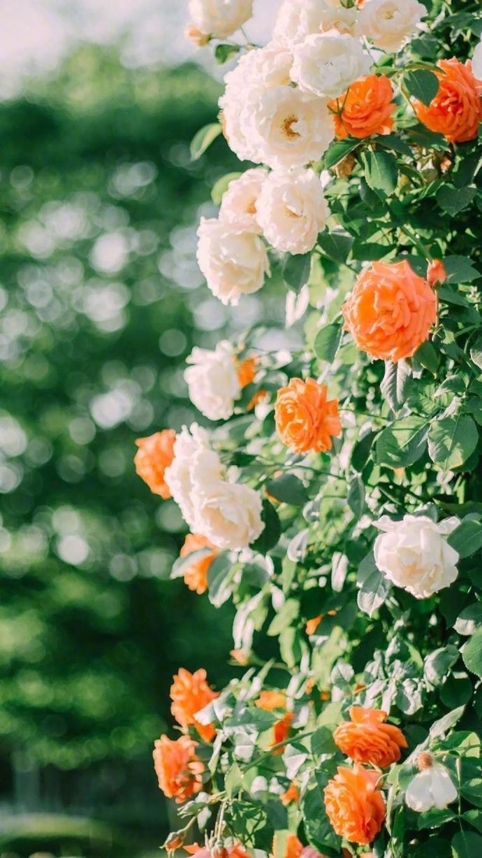 12月致自己的早安说说，干净有气质，值得分享！