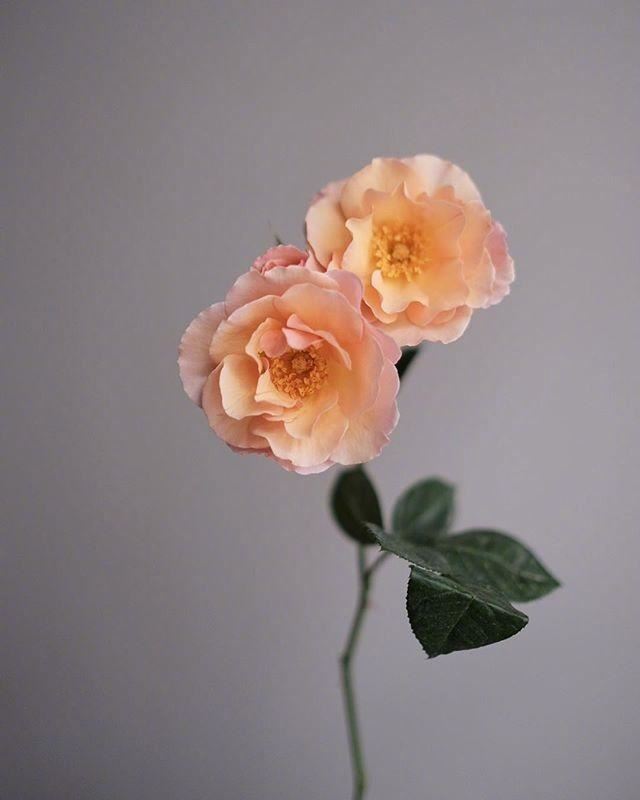 好心态的睡前句子，经典入心，百看不厌！