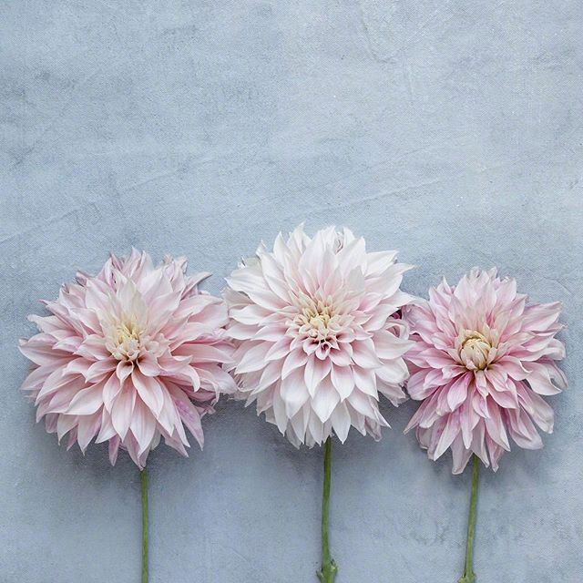 值得收藏的晚安心语，简单干净，人见人爱！