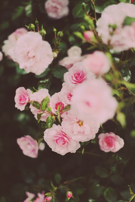 文艺范的晚安文案，干净有气质，值得分享！