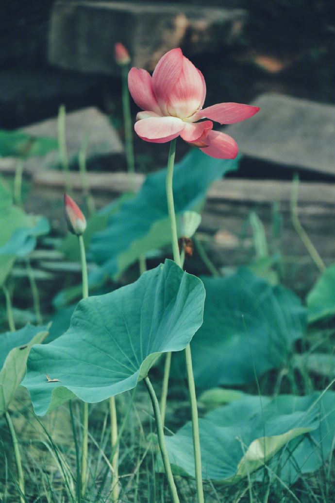 非常走心的人生哲理，每日一读，豁达一生！