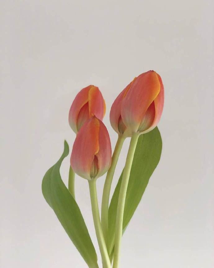 真正成熟的爱情说说，经典入心，忍不住收藏！