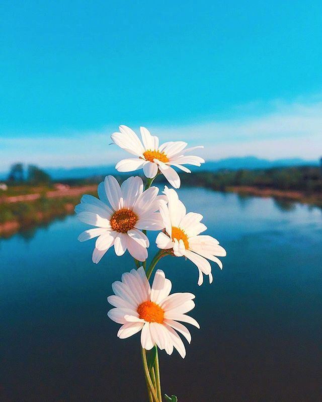 可以复制的早安心语，洒脱至极，深得人心！