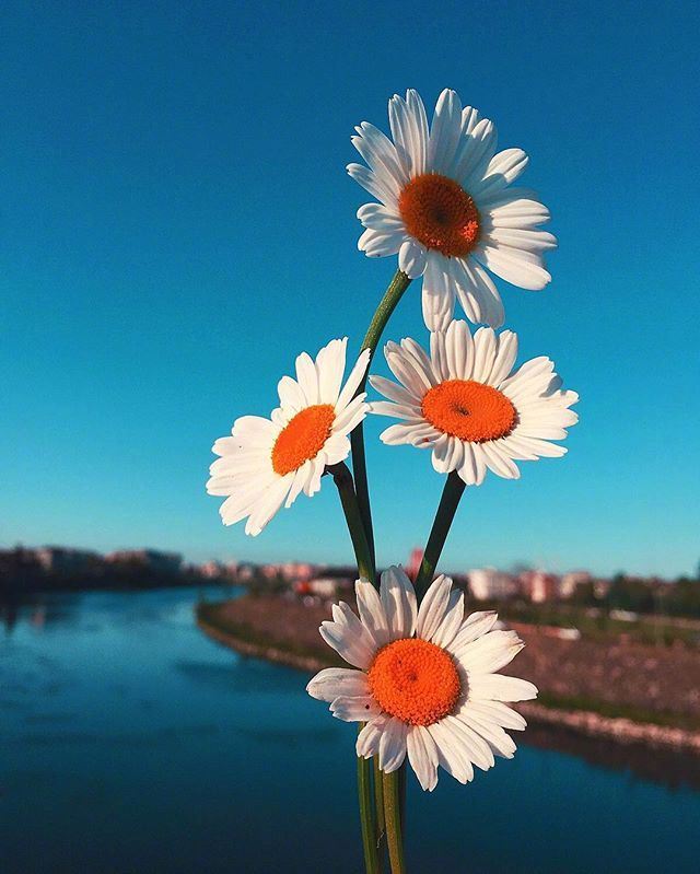 可以复制的早安心语，洒脱至极，深得人心！