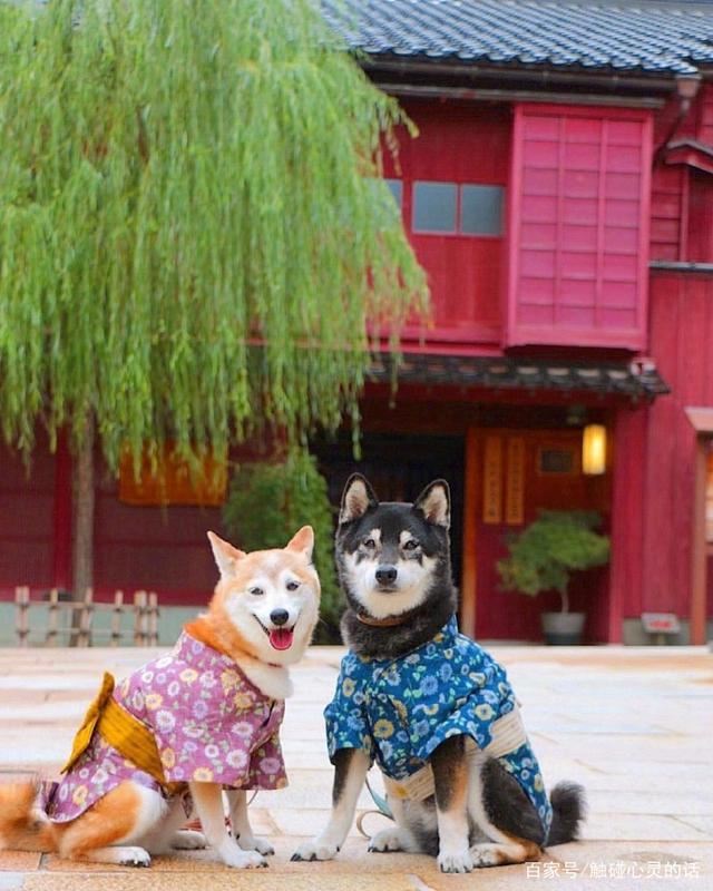 那些让人上头的表白情话，句句甜到心窝里！