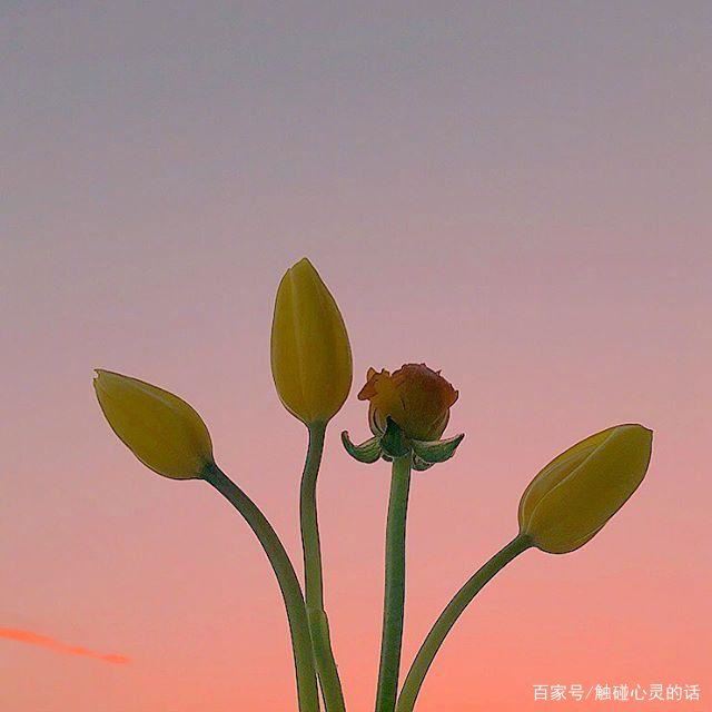 适合星期二的早安心语，发朋友圈人气超高！