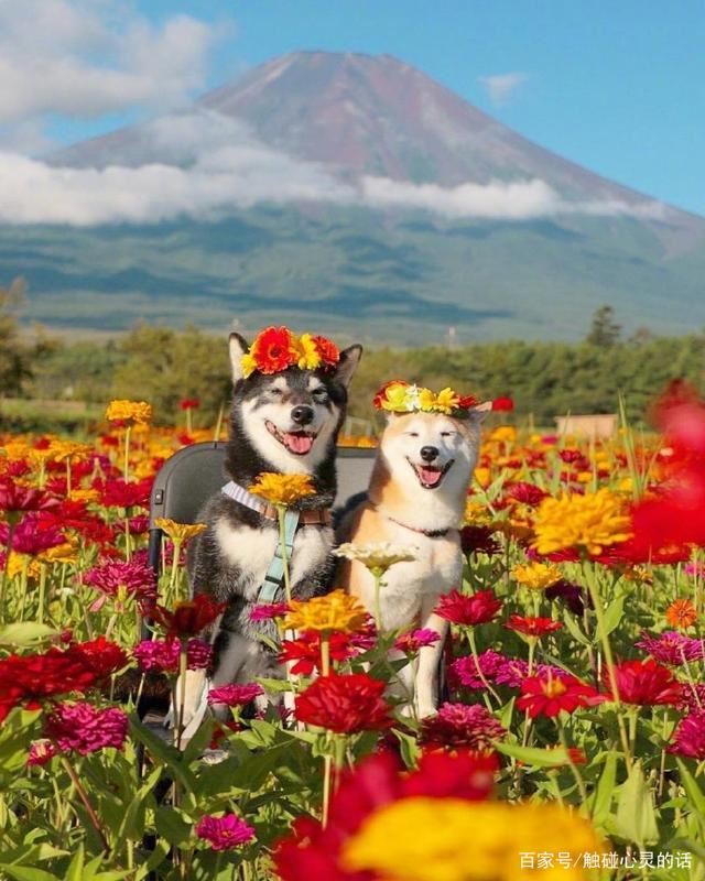 适合发朋友圈的爱情格言，总有一句触动你的心！