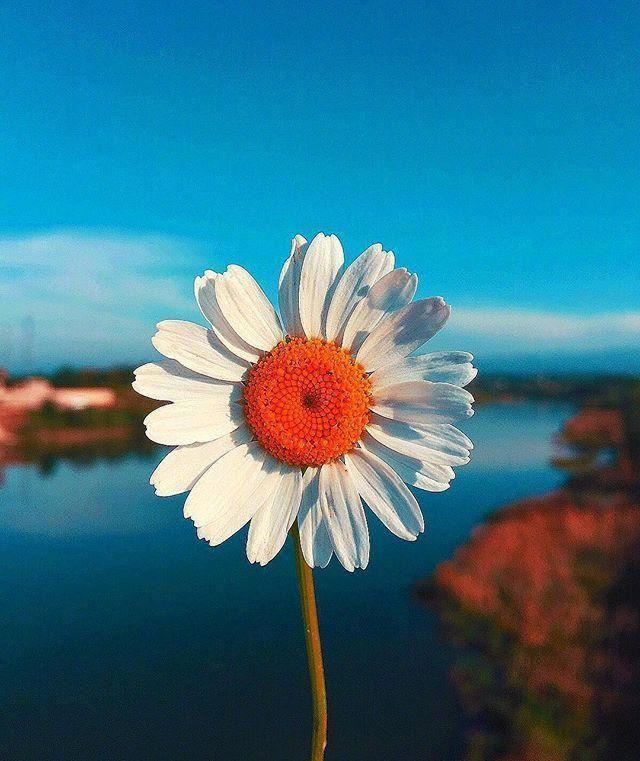 清晨阳光有内涵的早安语录，让人一见倾心！