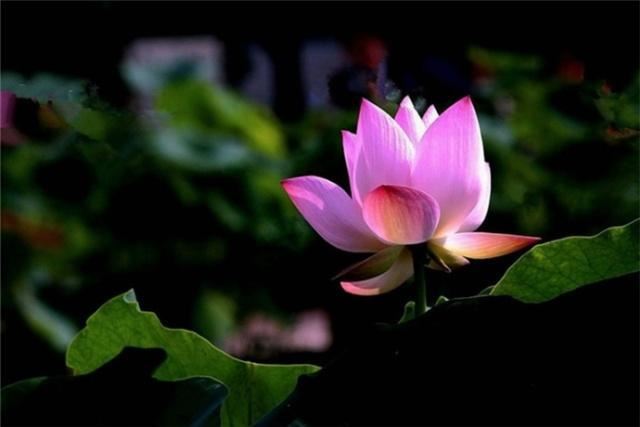 自我醒悟的经典语录，精辟透彻，直击内心！